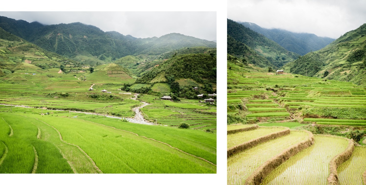 lim thai, lim mong, vietnam, rizières