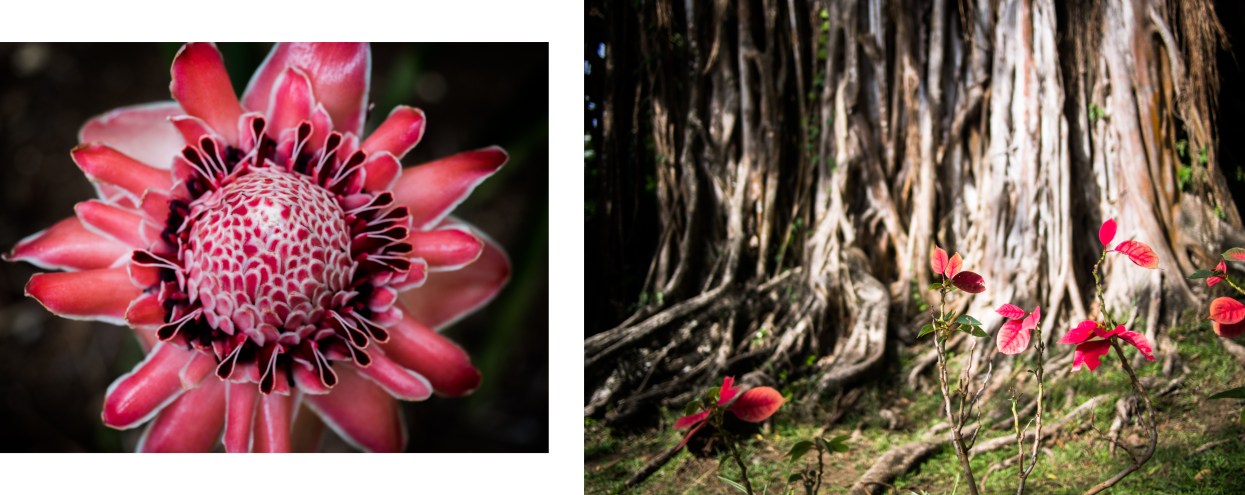 arbre baobab en guadeloupe- jardin botanique de deshaies-fleur tropicale