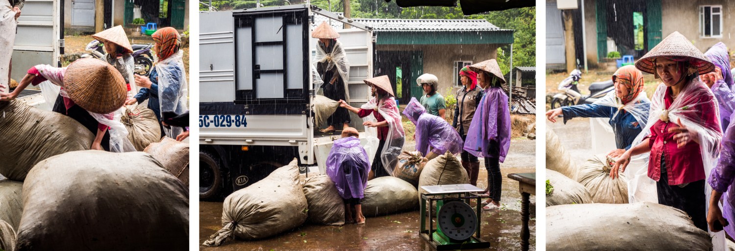 vietnam, ethnies minoritaire, thé vert, tan uyen