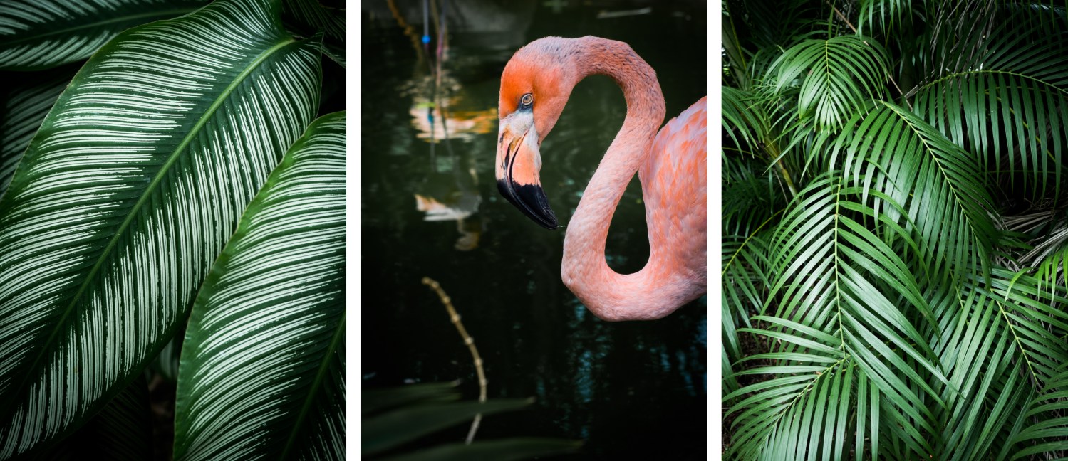 jardin botanique basse terre guadeloupe-fleur tropicale guadeloupe