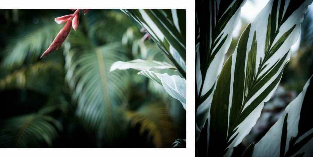 jungle, cascade paradis, fougère, forêt tropicale, guadeloupe