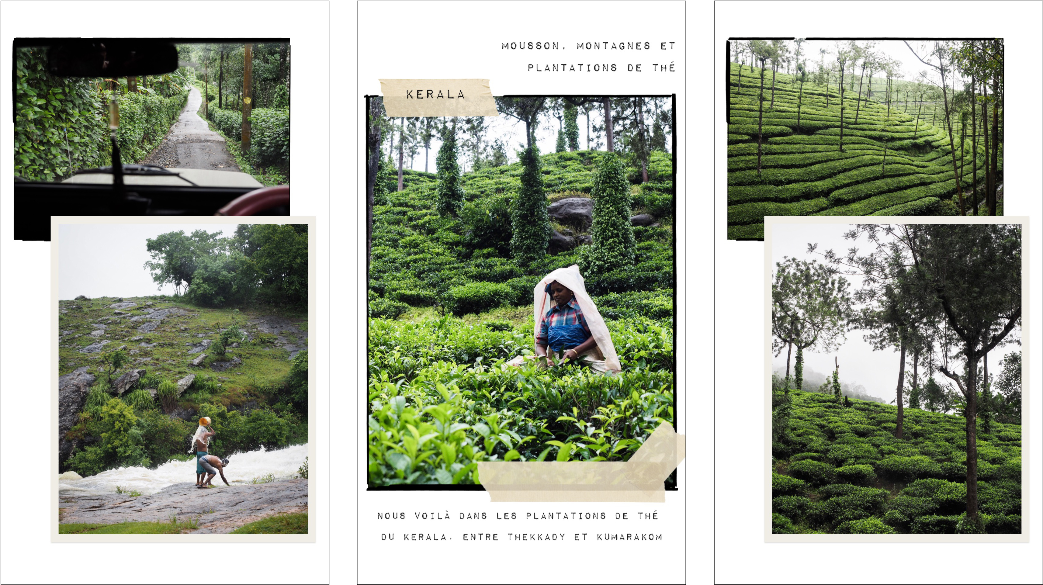 voyage au kerala - photos du kerala - découvrir l'onde - plantations de thé