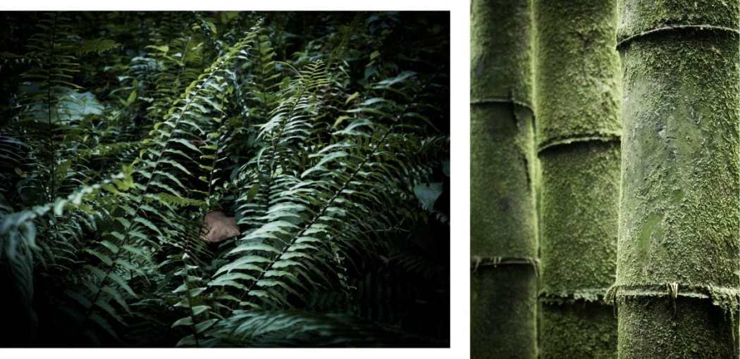 photo de la guadeloupe et de la froêt tropicale vers la cascade paradis

