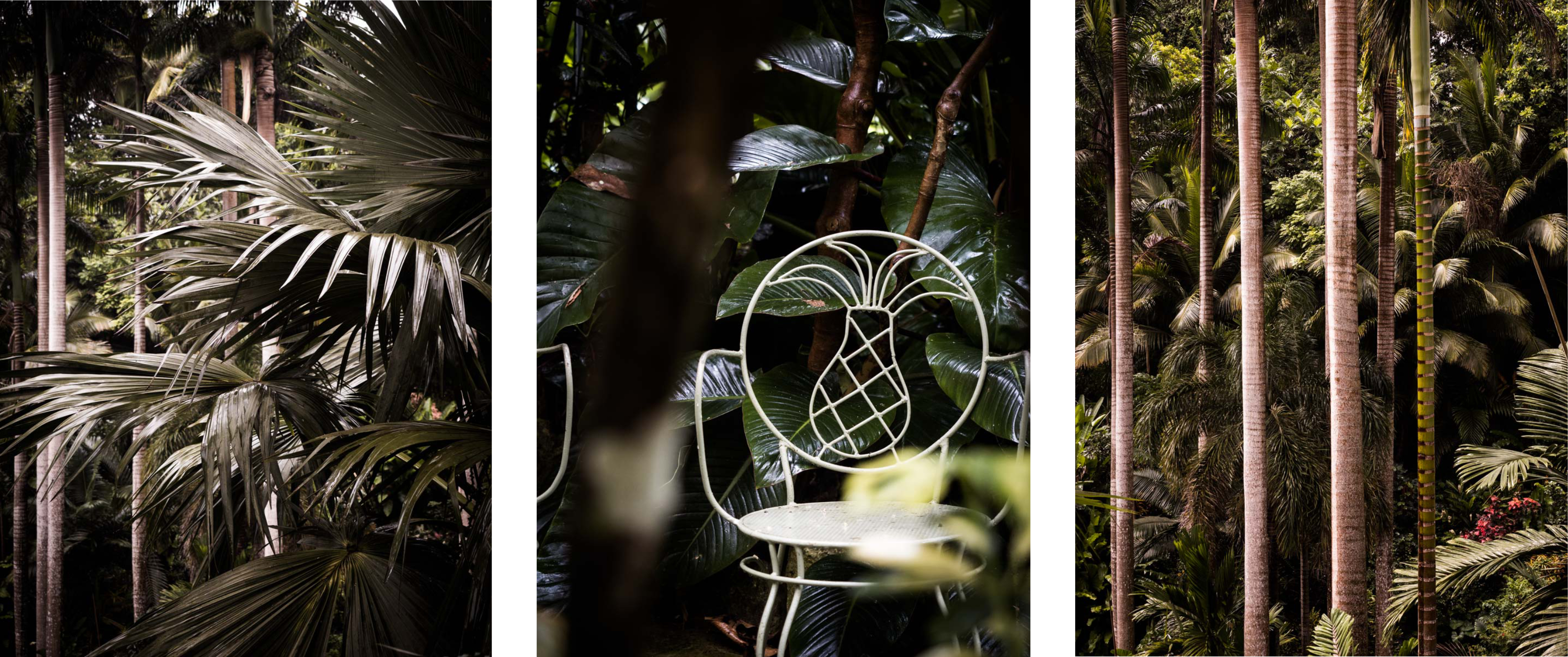 visiter la barbade - jardin tropical - huntes garden