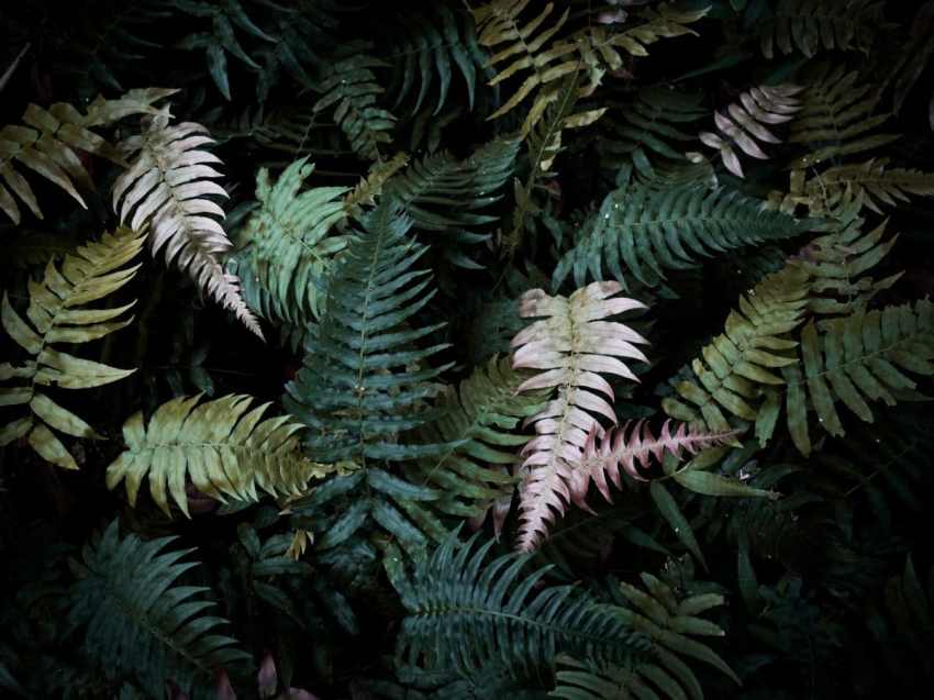 jungle, cascade paradis, fougère, forêt tropicale, guadeloupe