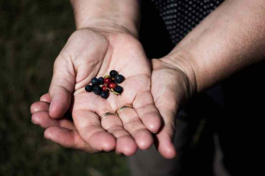 alsace, vosges, route des crêtes, montagne