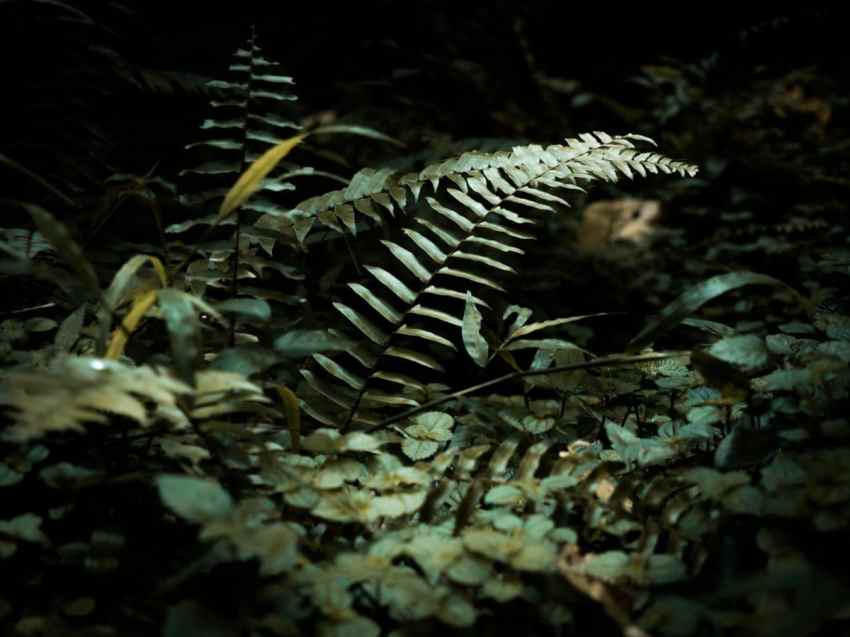 jungle, cascade paradis, fougère, forêt tropicale, guadeloupe