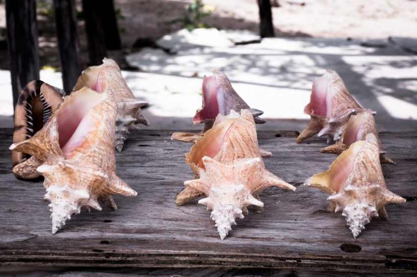 république dominicaine, mano juan, bayahibe, saona, caraïbes