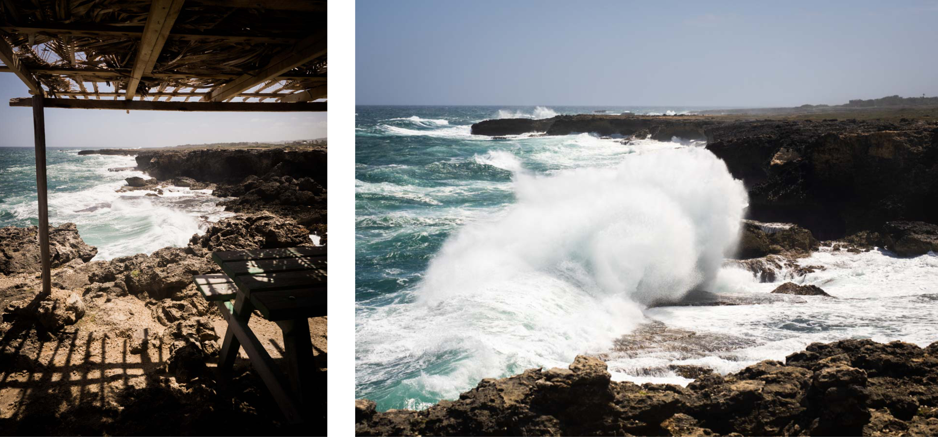 visiter la barbade - grottes - animal flore cave