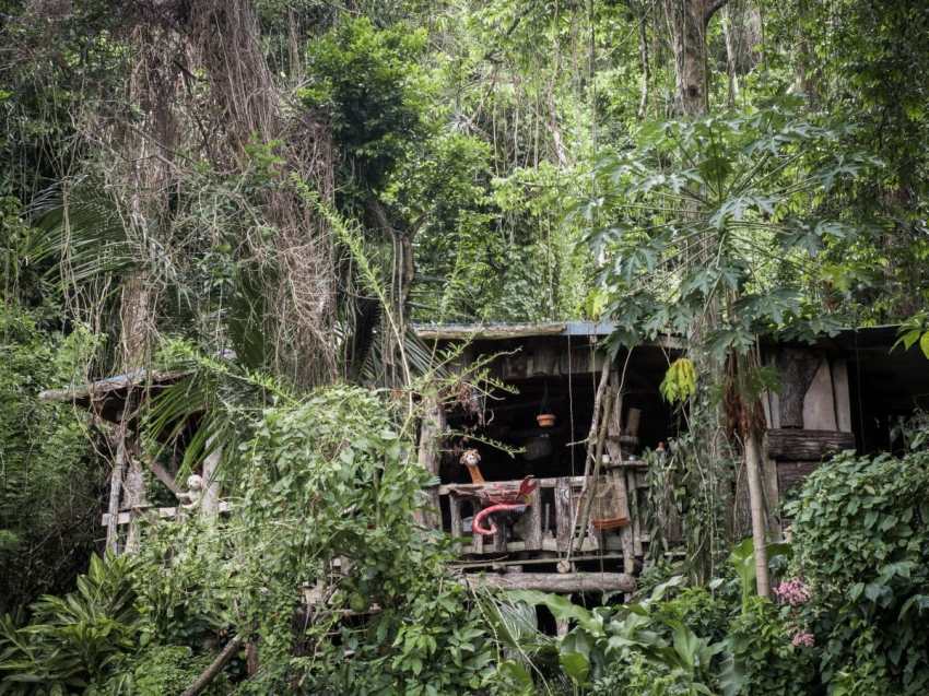 guadeloupe photo - foret tropicale guadeloupe
