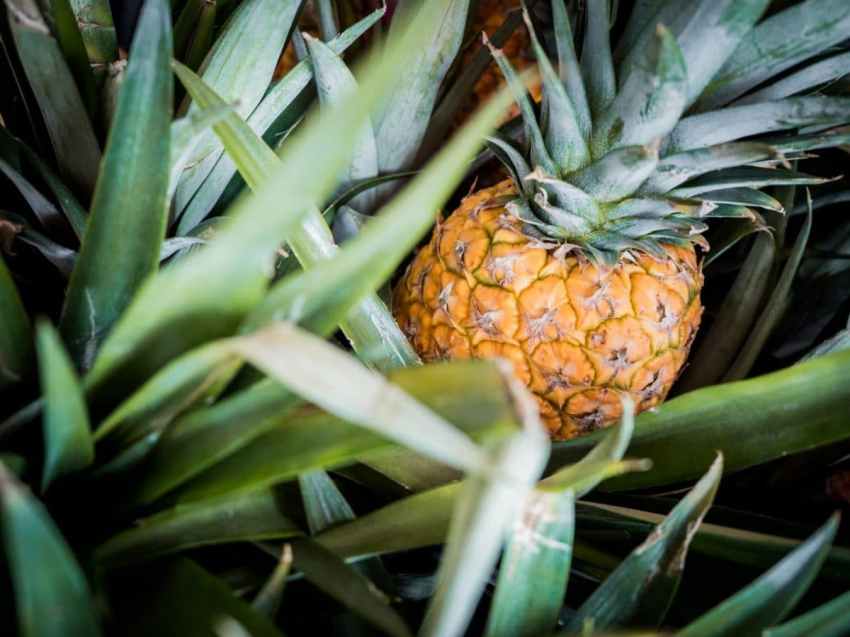 carnet voyage république dominicaine-sejour bayahibe-photo ananas lors d'un voyage aux caraibes