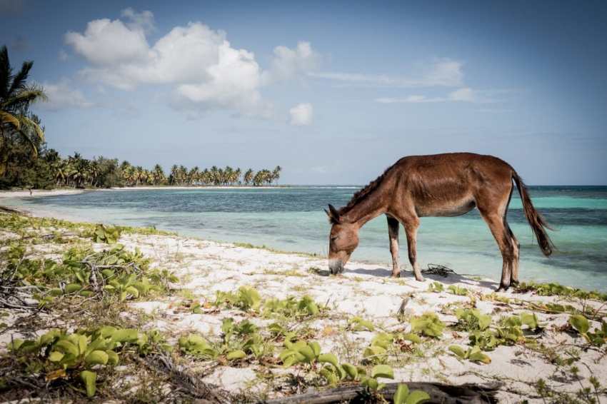 république dominicaine, mano juan, bayahibe, saona, caraïbes