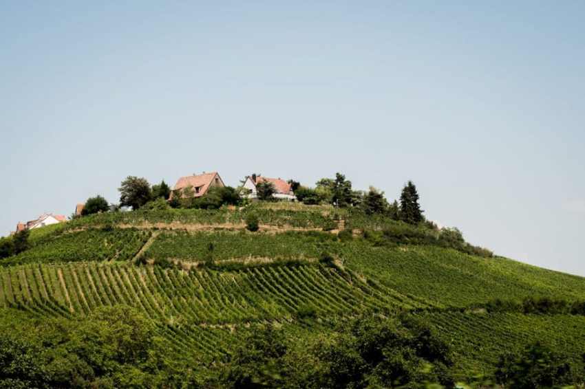 alsace, vosges, route des vins, vignobles, eguisheim 