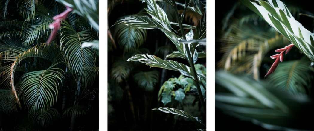 photo de guadeloupe forêt tropicale