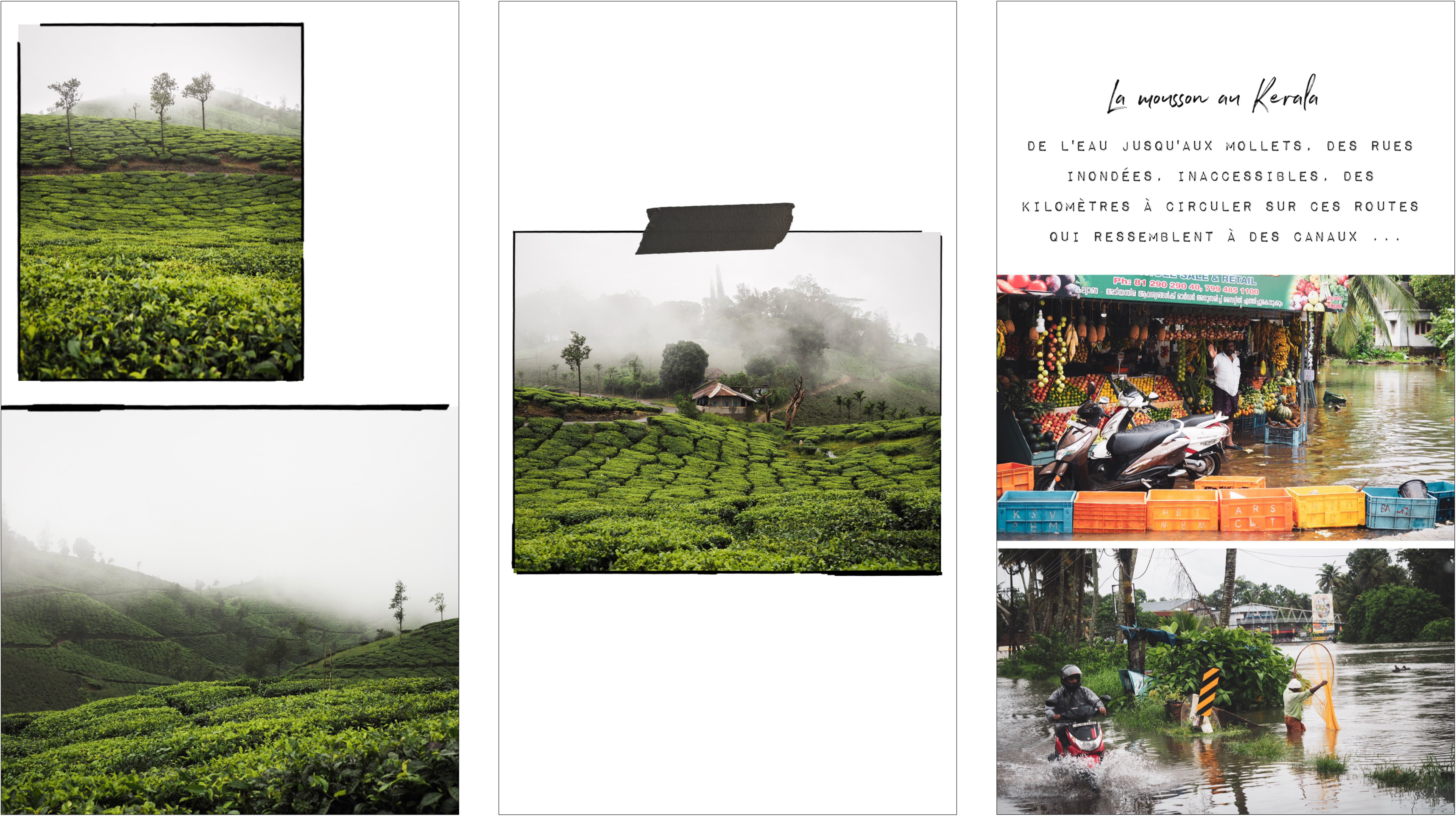 voyager au kerala - photos d'Inde - culture du Kerala - découvrir les plantations de thé en Inde