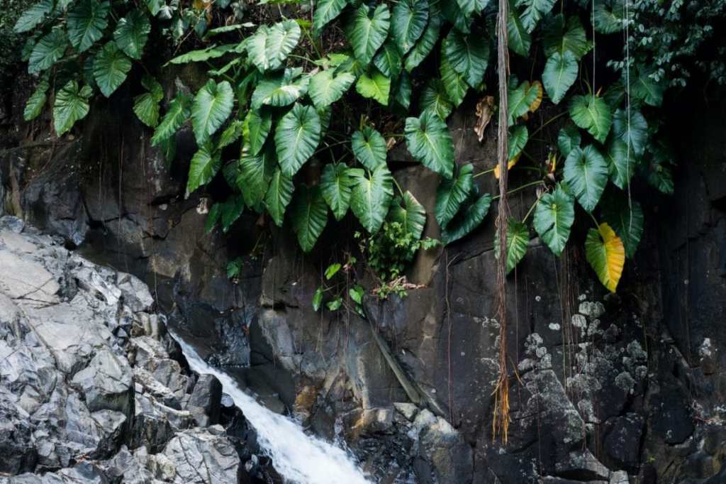 saut d acomat-guadeloupe foret tropicale-cascade le saut d acomat
