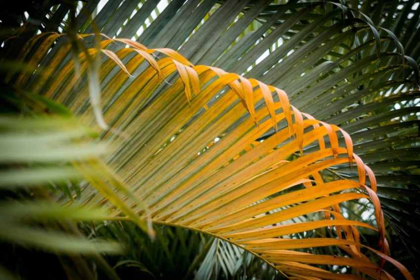 république dominicaine, bayahibe, saona, caraïbes