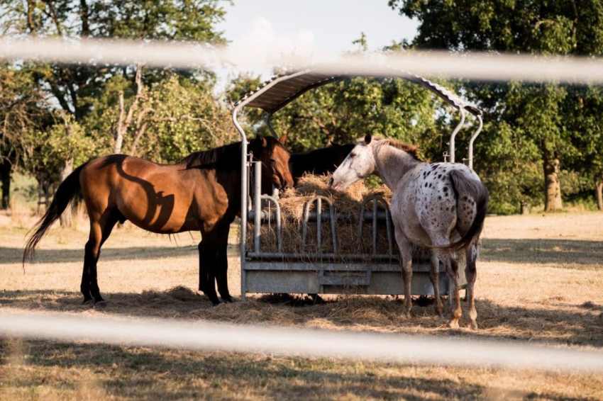 alsace, moissons, cheval