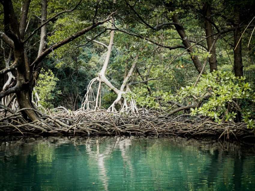 république dominicaine, samana, las terrenas, caraïbes, los haitises