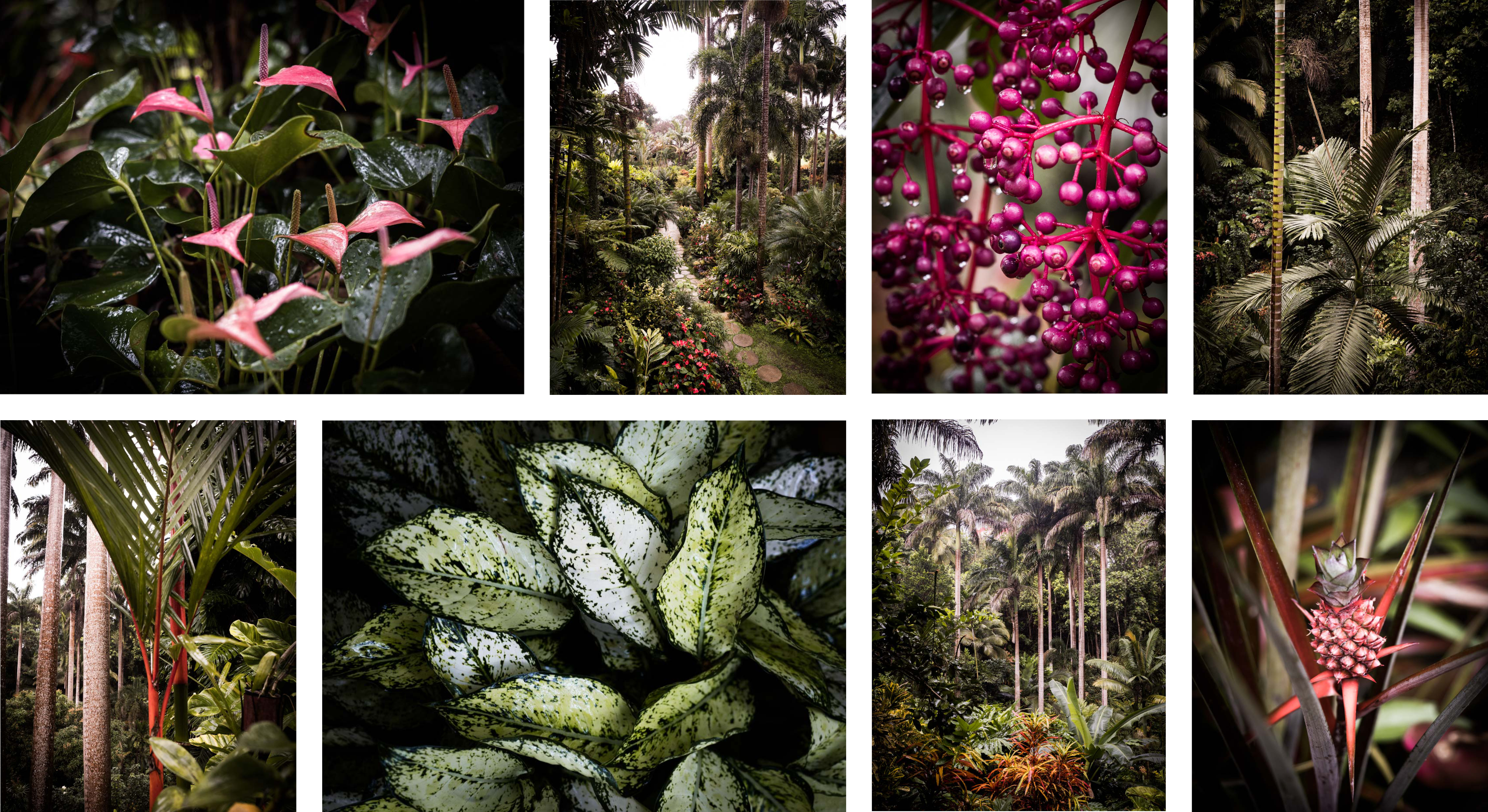 visiter la barbade - jardin tropical - huntes garden