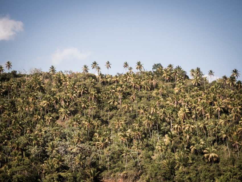 république dominicaine, samana, las terrenas, caraïbes, cayo levantado, los haitises