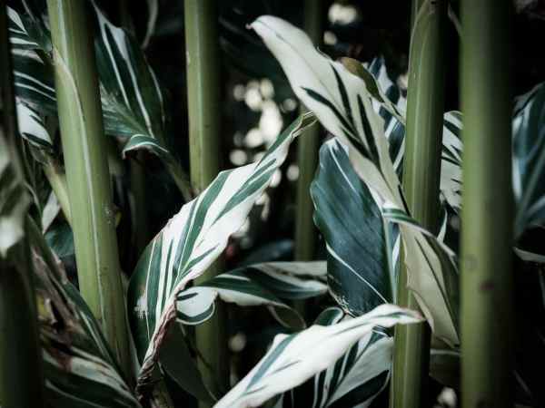 jungle, cascade paradis, fougère, forêt tropicale, guadeloupe