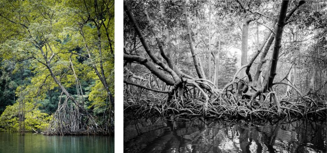 république dominicaine, samana, las terrenas, caraïbes, los haitises