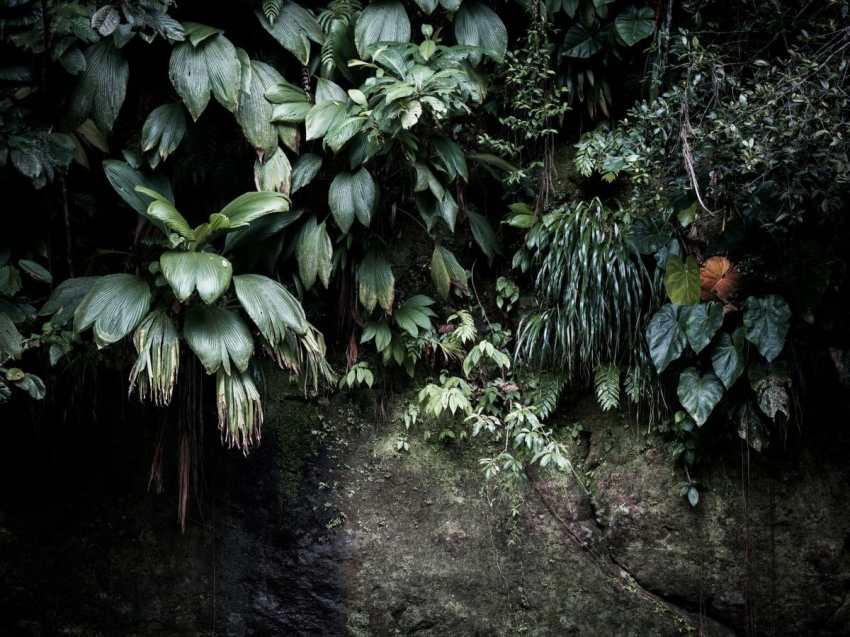 Photo Guadeloupe - Photo foret tropicale et cascade paradis 