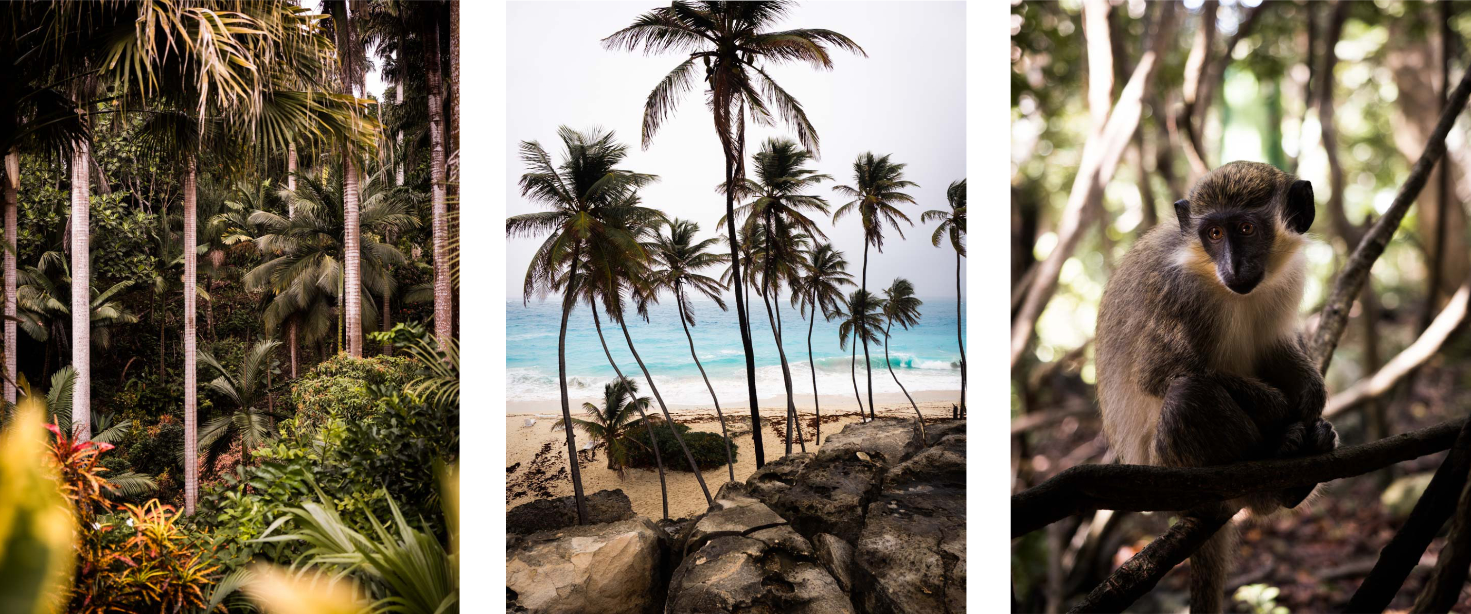 découvrir la barbade - antilles, jardin tropical - plages paradisiaques