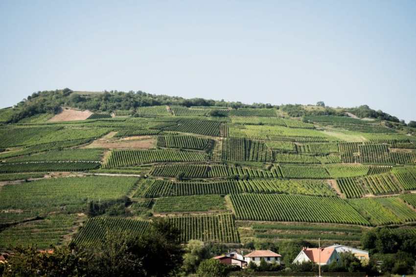 alsace, vosges, route des vins, vignobles 