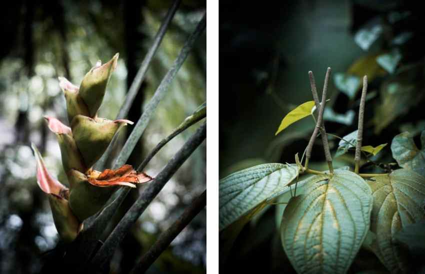 jungle, cascade paradis, fougère, forêt tropicale, guadeloupe