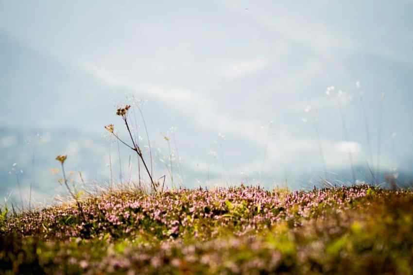 alsace, vosges, route des crêtes, montagne, grand ballon