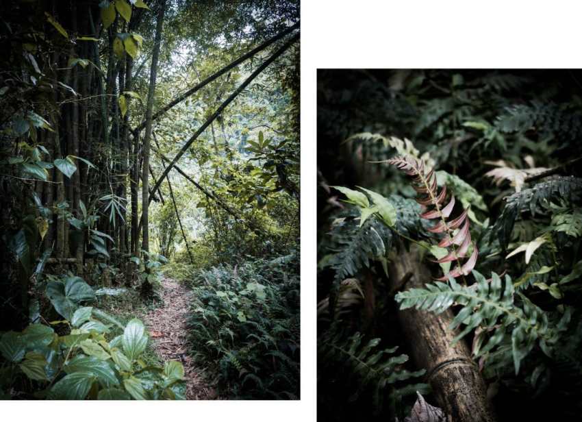 randonnée cascade paradis dans la forêt tropicale de Guadeloupe