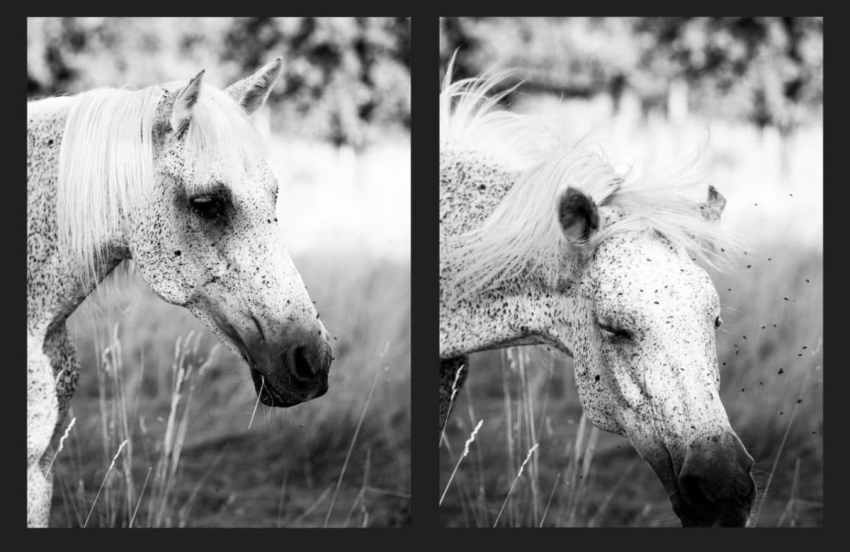 alsace, moissons, cheval