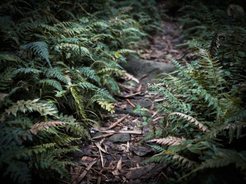 Voyage Guadeloupe : photo forêt tropicale- Cascade Paradis et fougère