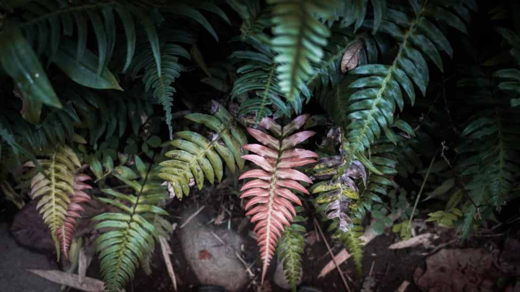 Guadeloupe nature et découverte - photo de fougère dans la forêt tropicale Guadeloupéenne
