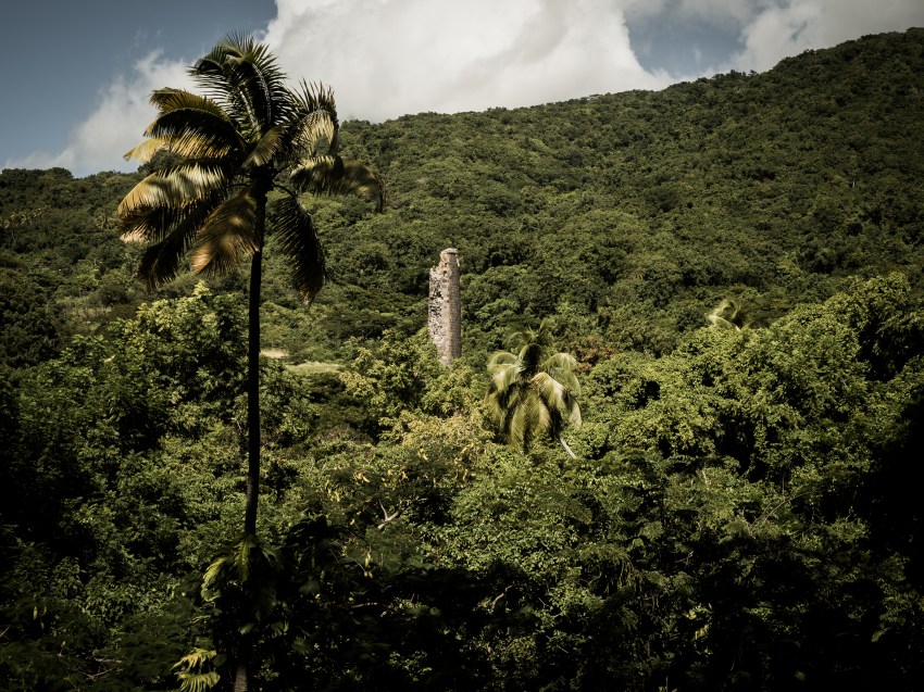 que faire à st kitts- jardin tropical à st kitts - visiter Saint Kitts et Nevis 