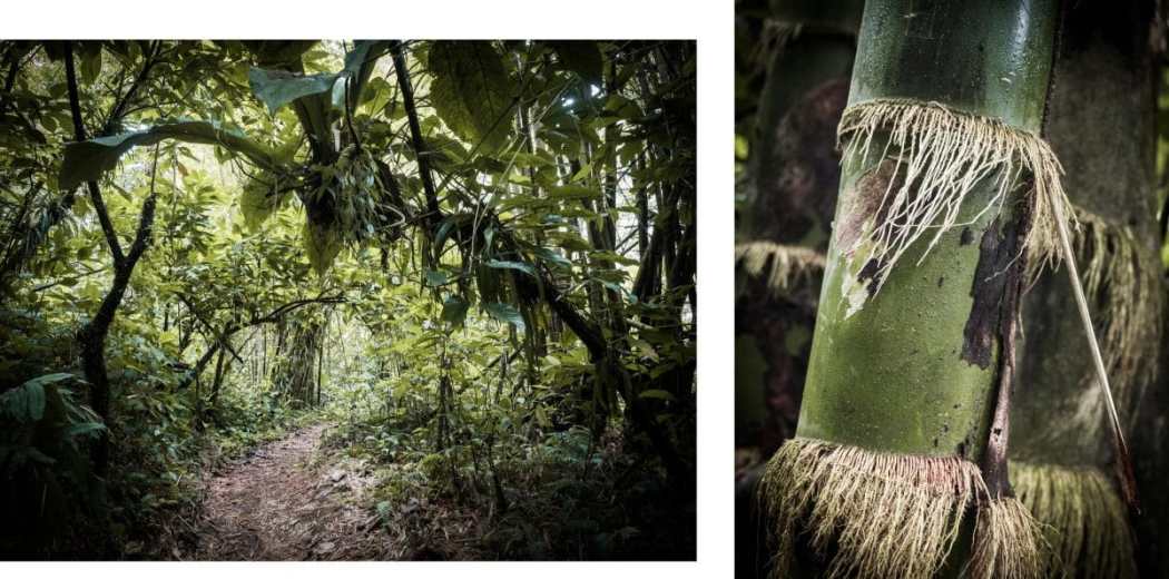 jungle, cascade paradis, fougère, forêt tropicale, guadeloupe
