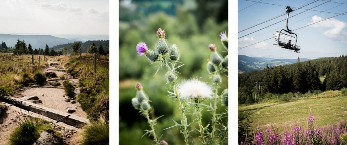 alsace, vosges, route des crêtes, montagne