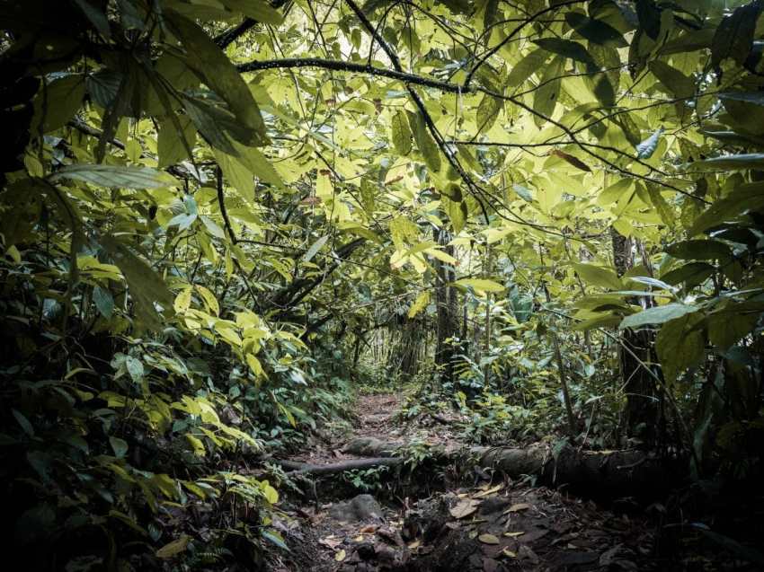 visiter la guadeloupe - voyage foret tropicale guadeloupe