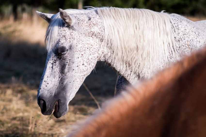 alsace, moissons, cheval