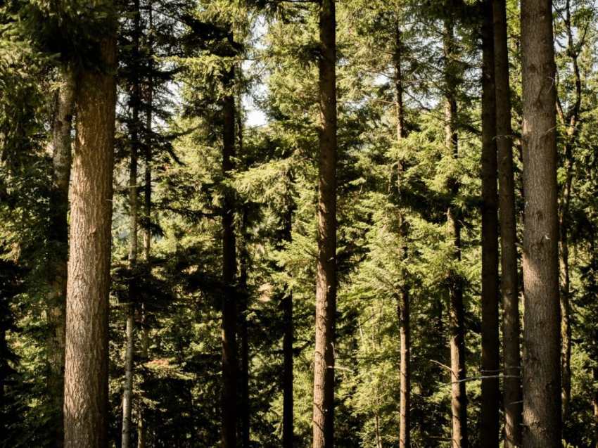 alsace, vosges, route des crêtes, montagne, grand ballon