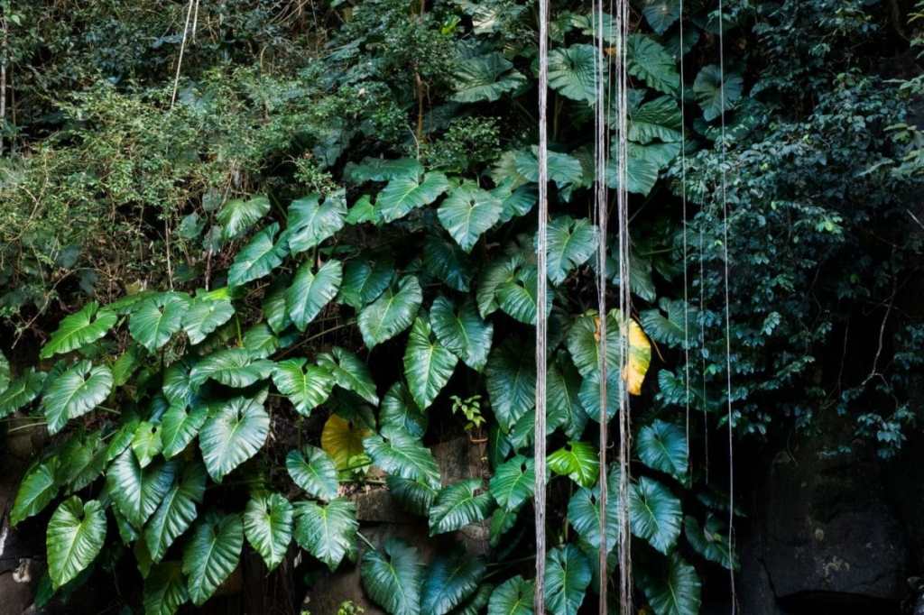 le saut d acomat pointe noire guadeloupe-cascade le saut d acomat-guadeloupe foret tropicale