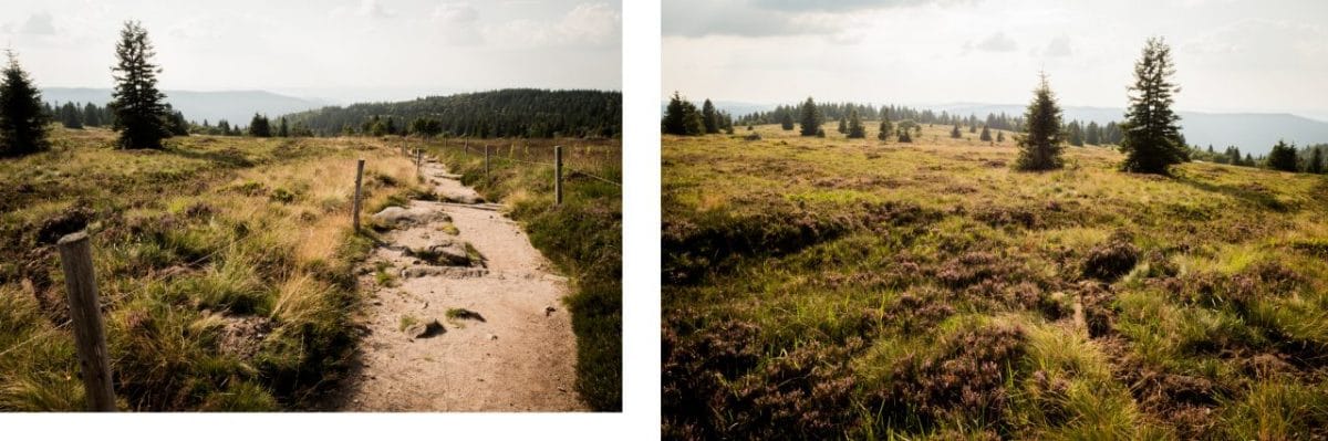 alsace, vosges, route des crêtes, montagne