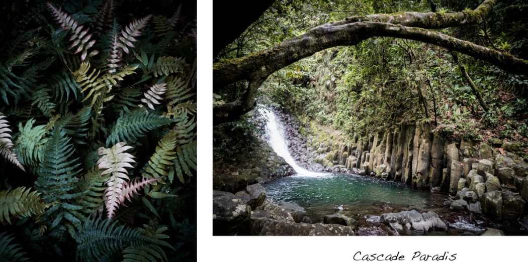 Photo Guadeloupe - Photo foret tropicale et de la cascade paradis en Guadeloupe 