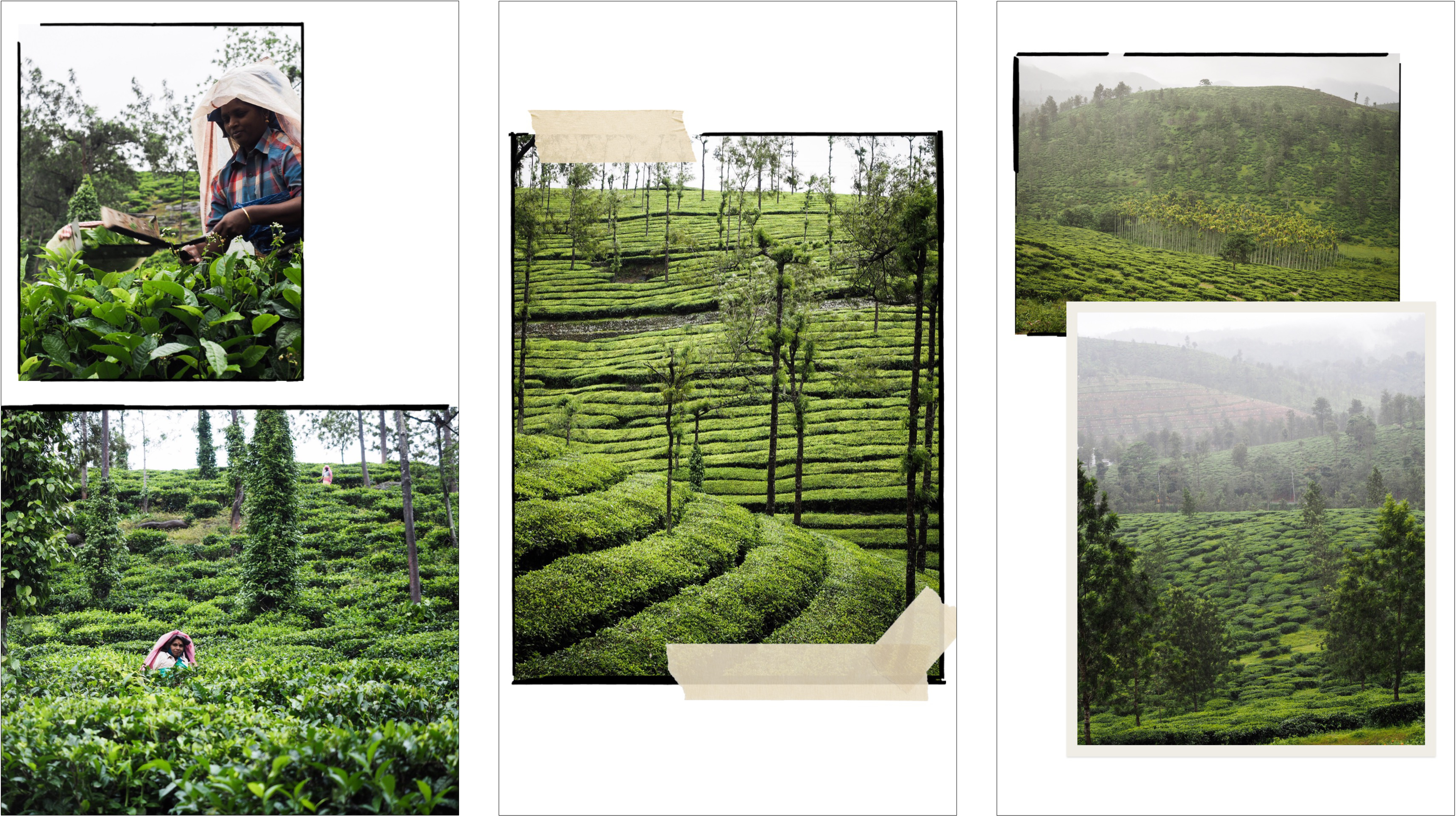 voyage au kerala - photos du kerala - découvrir l'inde - plantations de thé