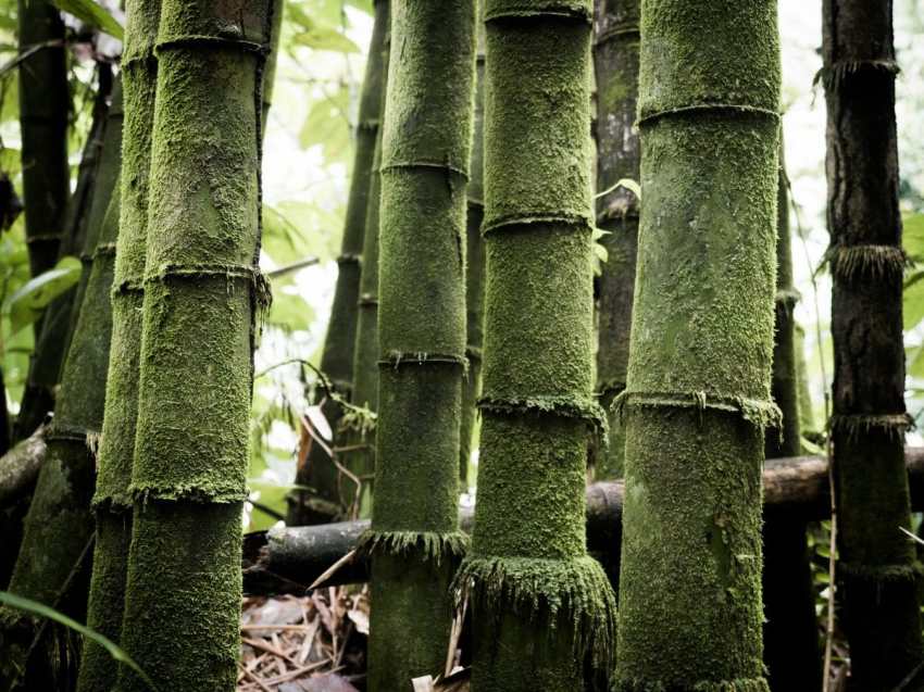 Visite guadeloupe - bambou guadeloupe 