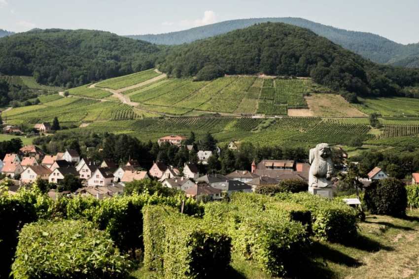 alsace, vosges, route des vins, vignobles, colmar