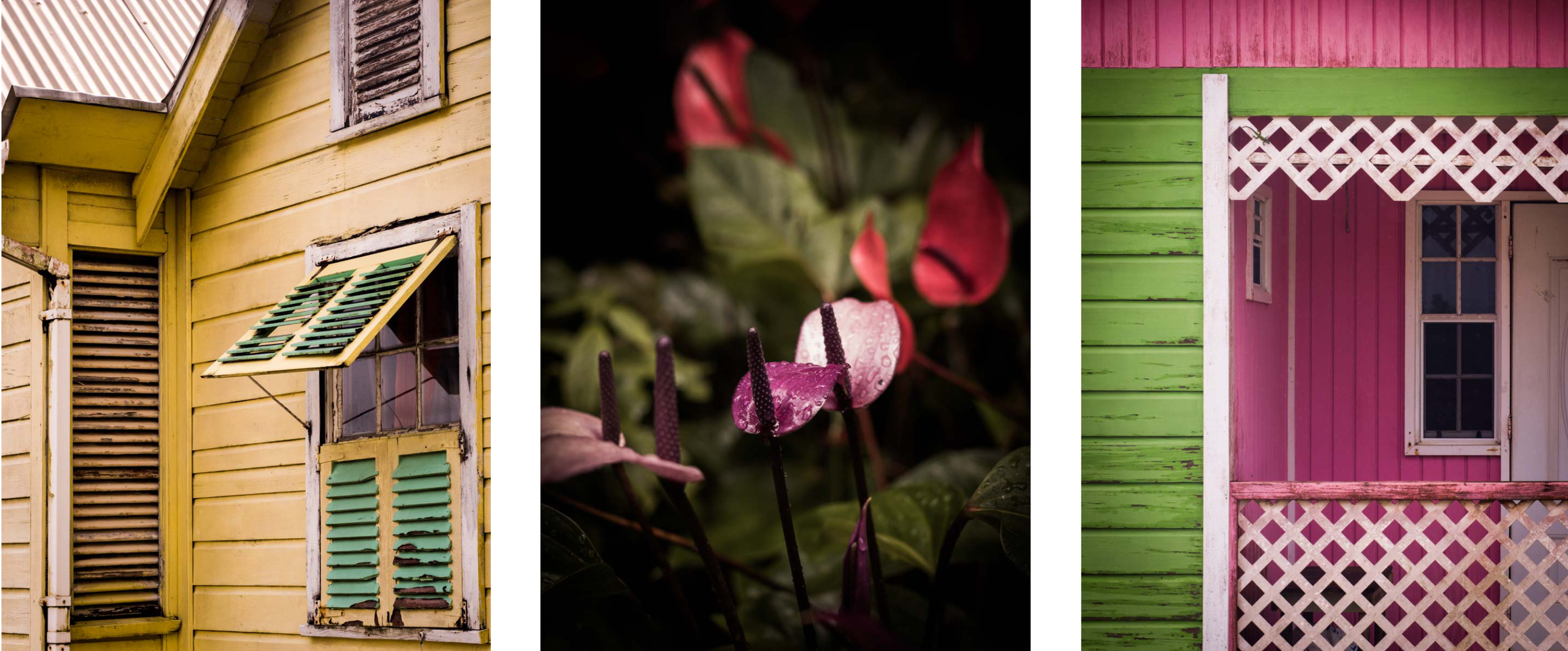 découvrir la barbade- végétation tropicale, architecture traditionnelle