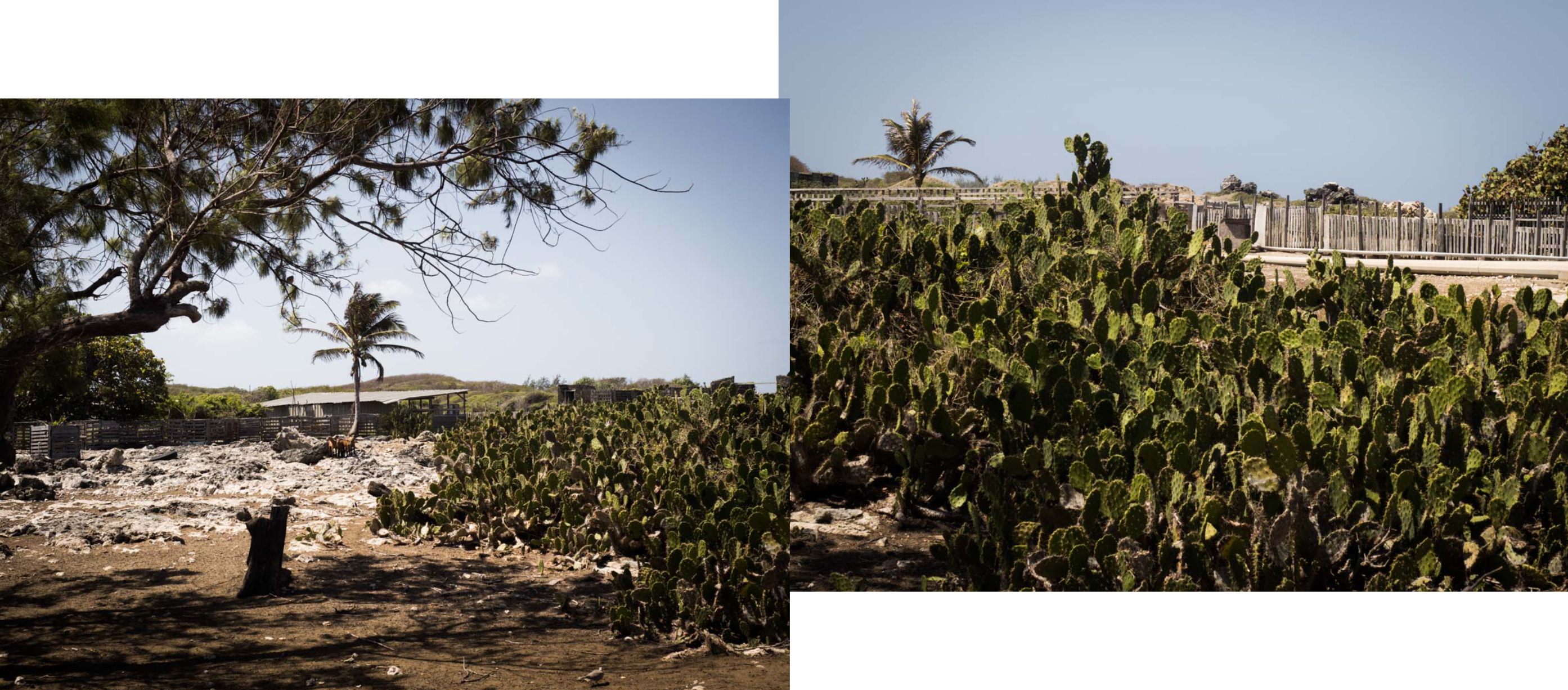 visiter la barbade, grottes, animal flore cave